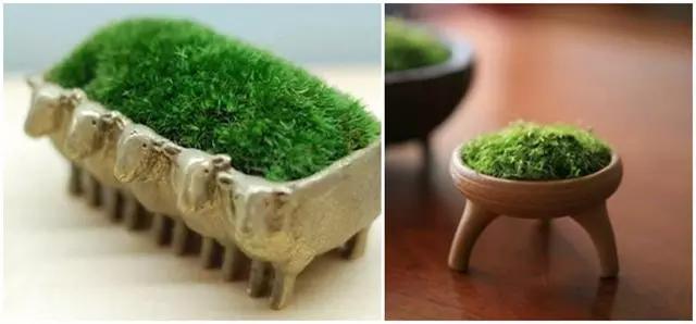 苔藓盆栽制作方法,苔藓植物盆栽制作