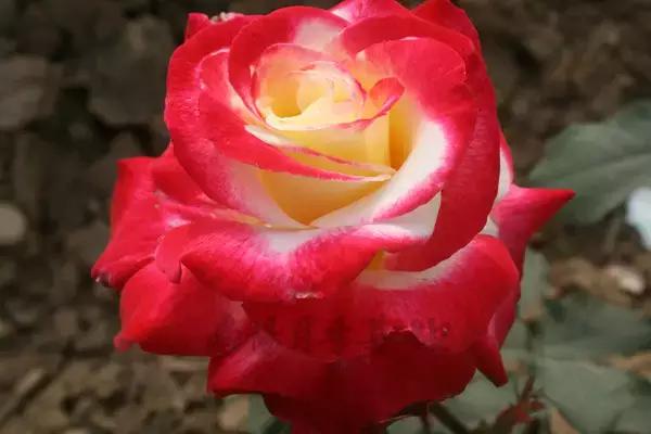 世界首座月季博物馆,月季主题公园月季博物馆