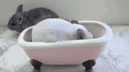 迷你浴缸给小奶猫洗澡 (龙猫在浴缸里洗澡)