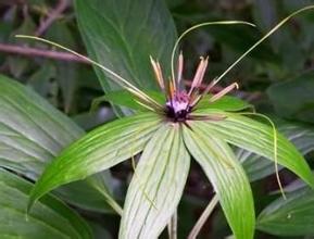 中药七叶一枝花是抗癌良药,七叶一枝花黄芪抗癌喝多久就见效