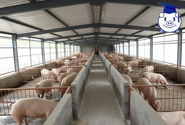 山泉水藏香猪散养基地猪舍建设,现代化散养户猪舍怎么建