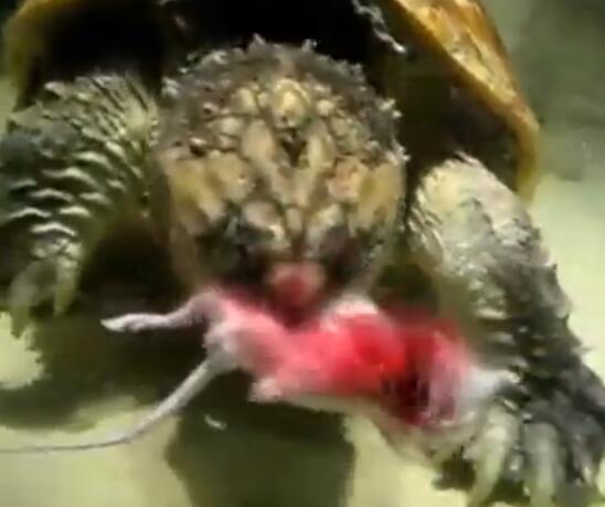 鳄龟活吞老鼠,鳄龟咬人瞬间死亡