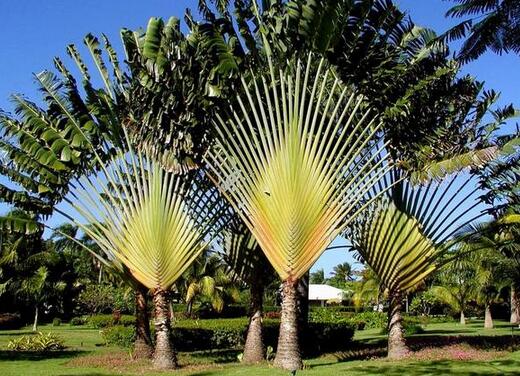 预示长寿吉祥的绿植有哪些,长寿且好看的家养绿植