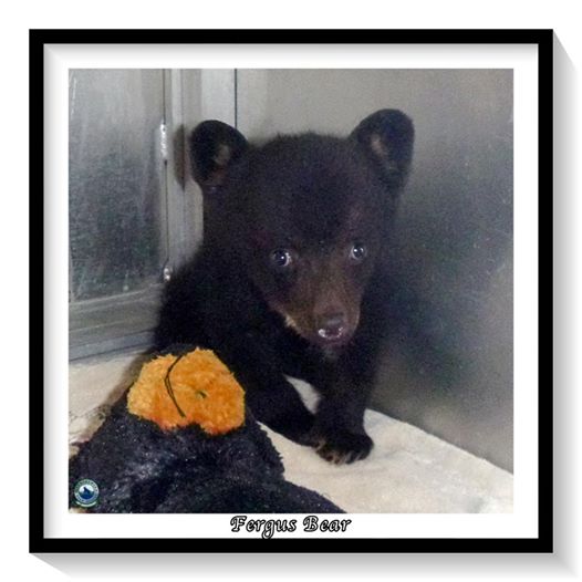 食物匮乏母豹抛弃幼崽,食物短缺被饿死的幼崽