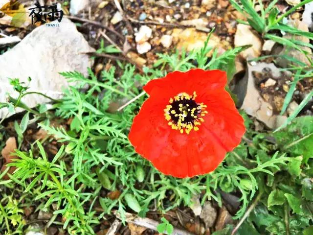 五月初的*疆新**，这片神秘的土地