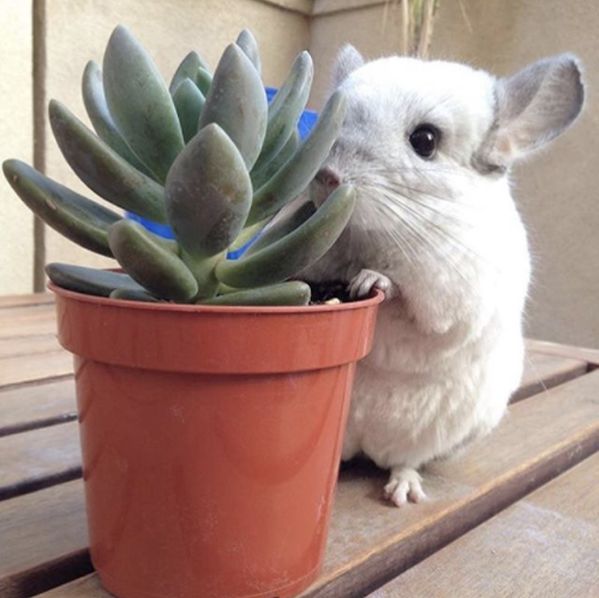 12生肖驾到视频,十二生肖迎接高光时刻