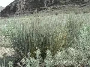 新疆南疆野生动物图片,南疆常见绿化植物