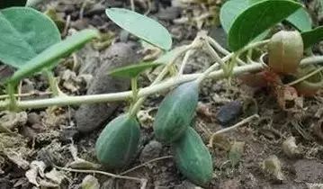 新疆南疆野生动物图片,南疆常见绿化植物