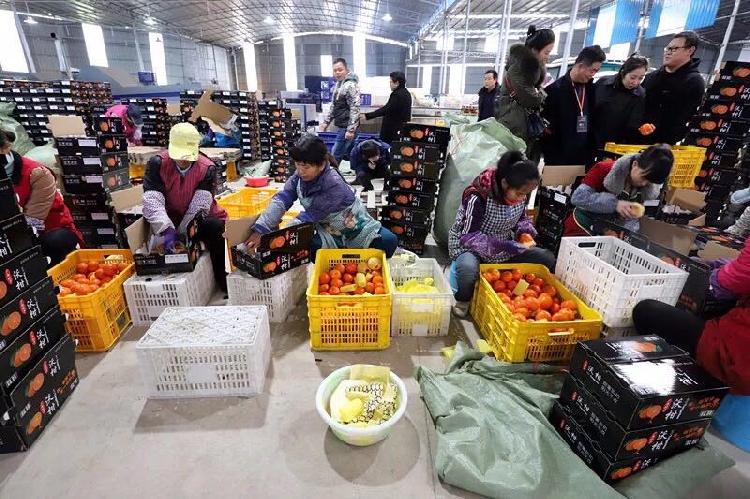 广西武鸣沃柑今年有多少,广西武鸣沃柑推向全国