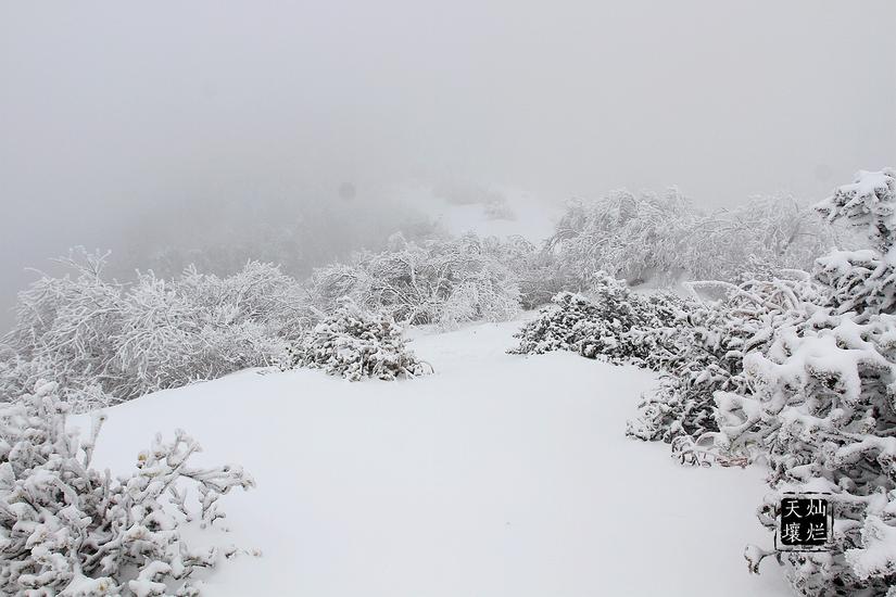 赏雪何须去北国,赏雪不用去远方