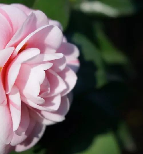 去山上看漂亮的茶花,周末赏茶花