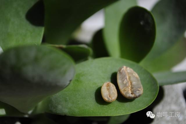 咖啡师入门必看的咖啡知识,精品咖啡学中咖啡的基本知识