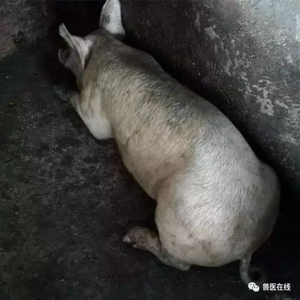 猪的跛行,迅速解决猪跛行