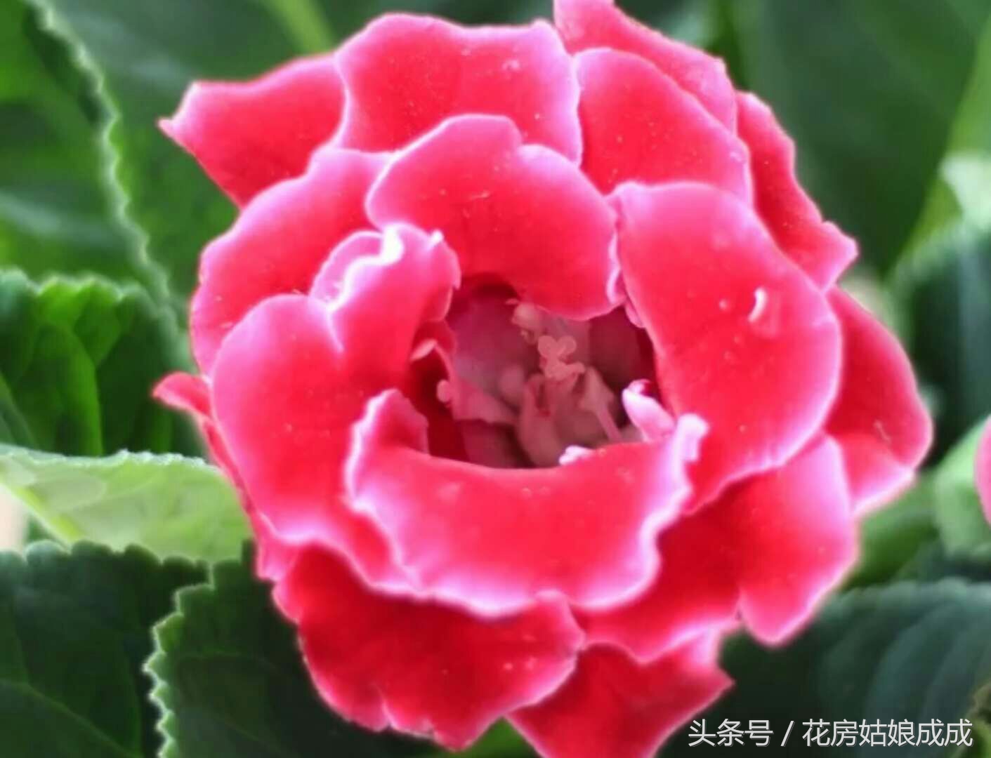 养花秘诀书籍,养花秘籍常换常新