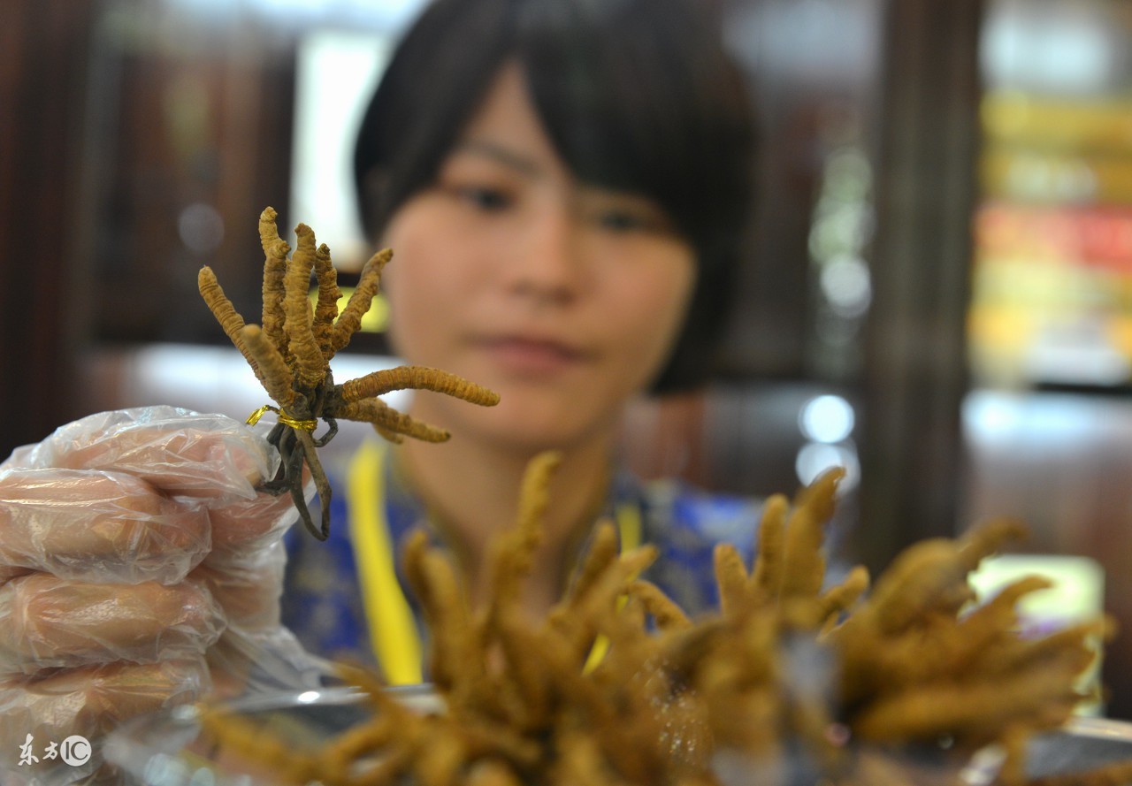 冬虫夏草哪一款最畅销 (真正的冬虫夏草大概多少钱)
