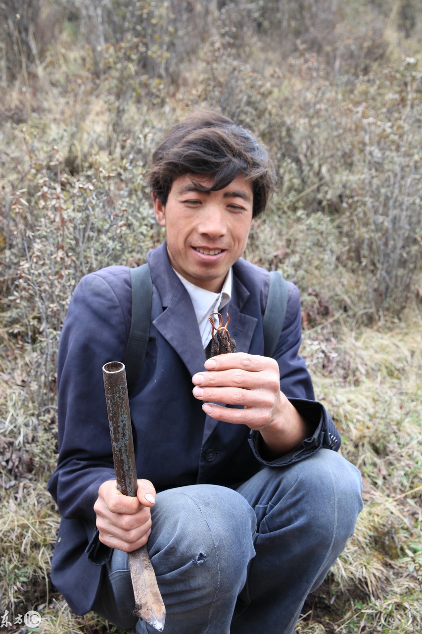 揭秘虫草市场,真正的虫草价格是多少