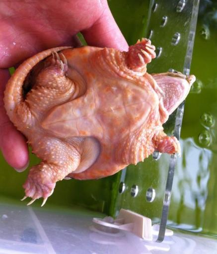 绿水养龟的方法和注意事项,养龟神器绿水怎么养