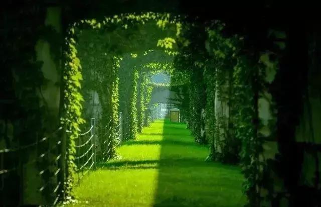 牛爆了原版视频,牛爆了