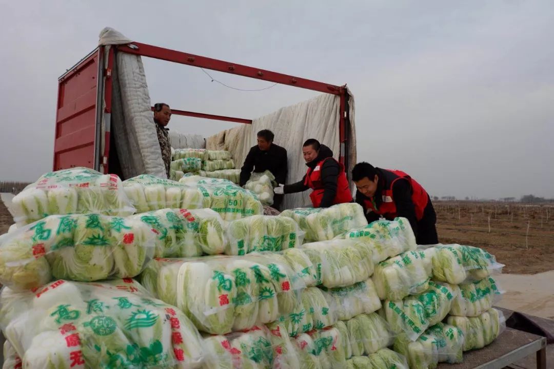 美菜在行动｜郑州美菜订单15000斤娃娃菜，现已发车！