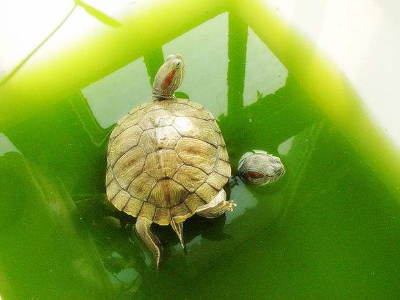 绿水养龟的方法和注意事项,养龟神器绿水怎么养