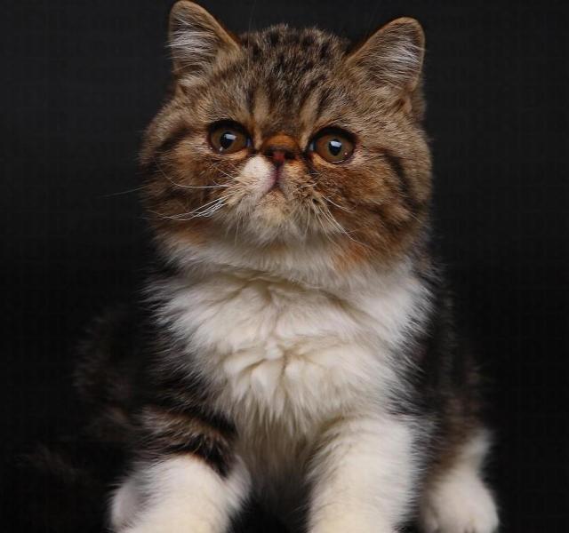 鐚枼铻ㄧ梾浼氫紶鏌撶粰浜虹被,鐚枼铻ㄧ梾浼氫紶鏌撶粰浜哄悧