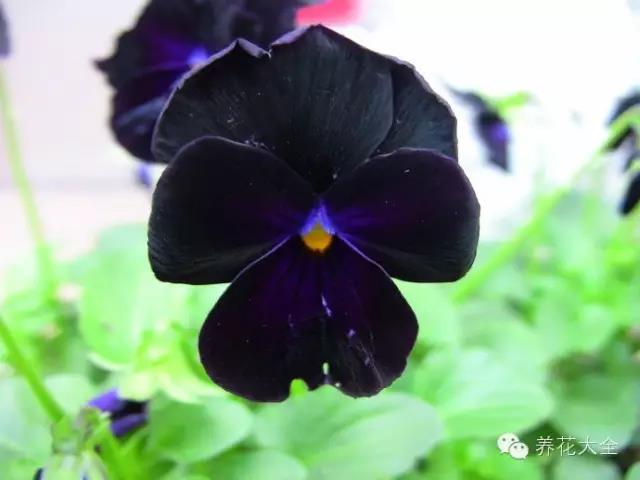 自然界中仅有的八种黑色的花,23种黑色花图片