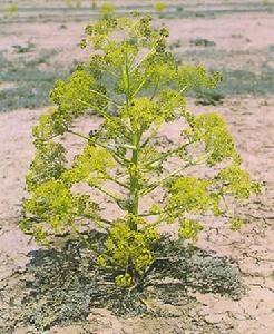 从新疆去内地带什么特产,这些土特产送亲朋好友有面子