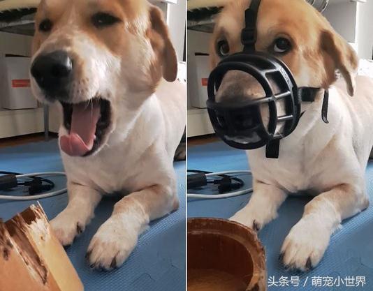 又乱咬的米克斯主动叼家法给妈妈，趴平翘屁等用刑：不要太用力