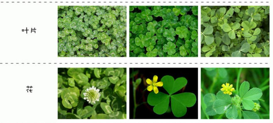 娃儿子不着家娘亲学了种三叶草攻略