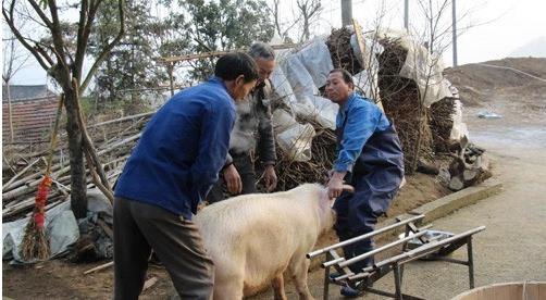 在农村怎样才可以赚到钱?新的一年想发家致富?这些会帮到你!