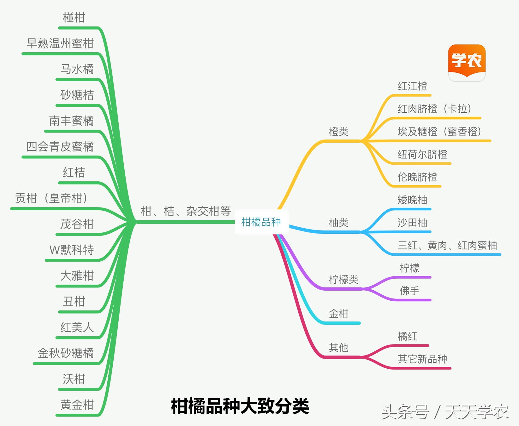红美人柑橘和沃柑哪个品种更甜,这几年比较火的柑橘品种