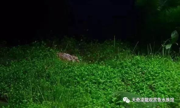 龙鱼和草缸怎么玩？用手玩！