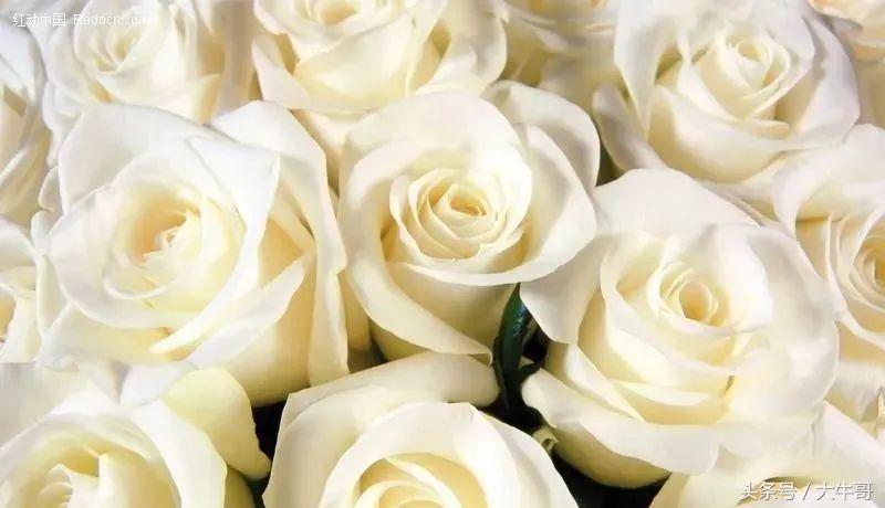 8朵玫瑰花代表什么花语和含义,七种玫瑰花的含义代表什么