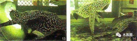 魟鱼养殖技术视频大全,魟鱼饲养入门