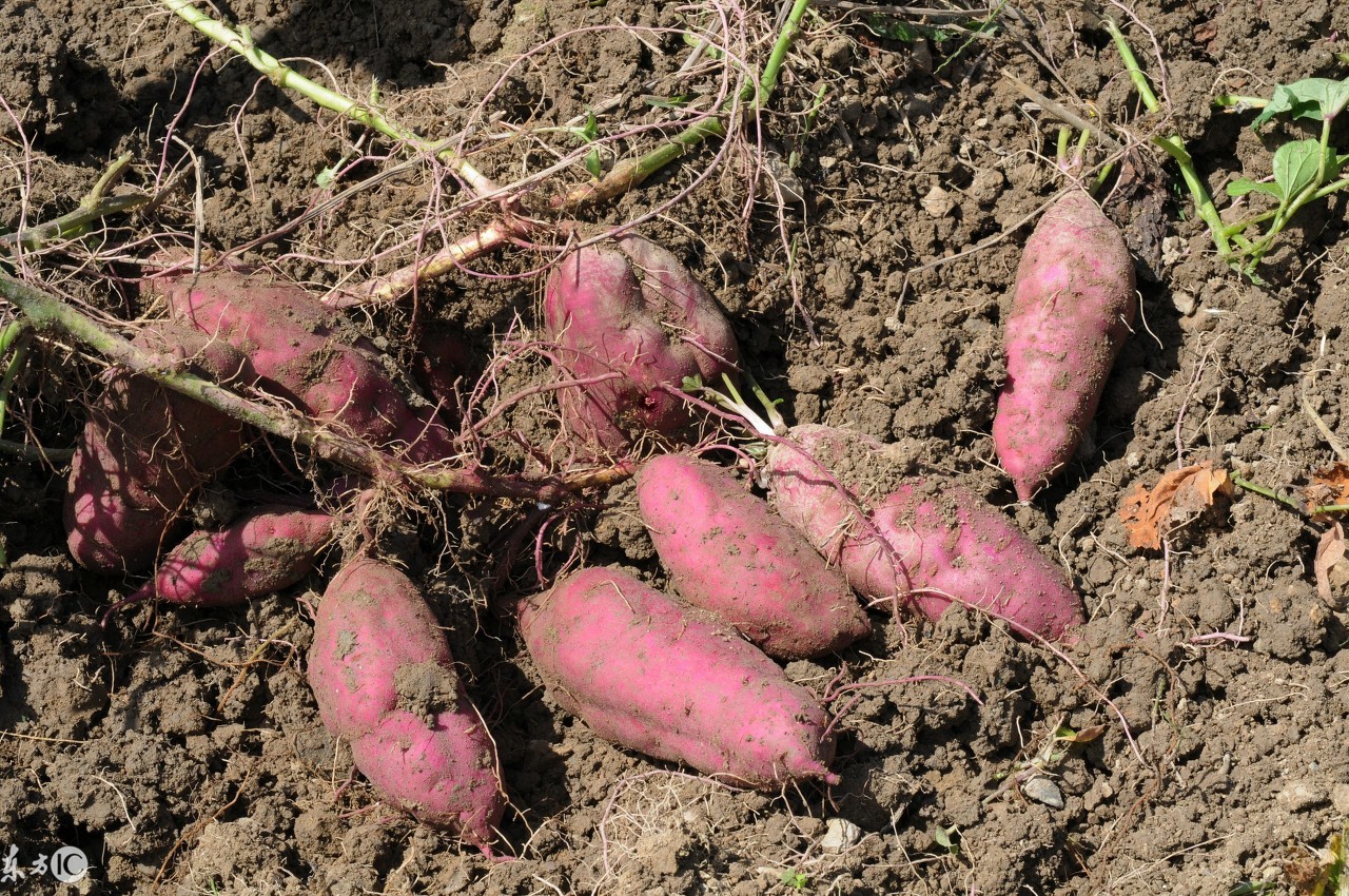 木薯淀粉和绿豆淀粉有区别吗,绿豆淀粉可以加木薯淀粉一起吗
