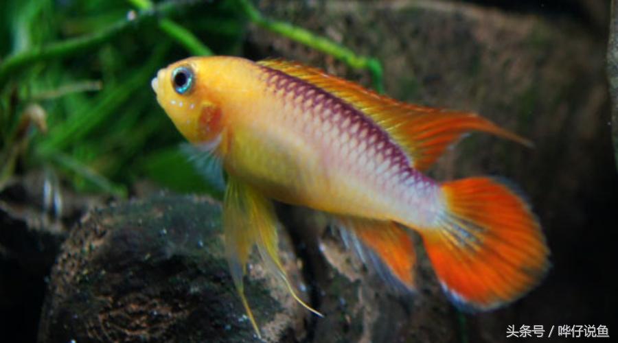 南美短鲷超红,南美短鲷喜欢的环境