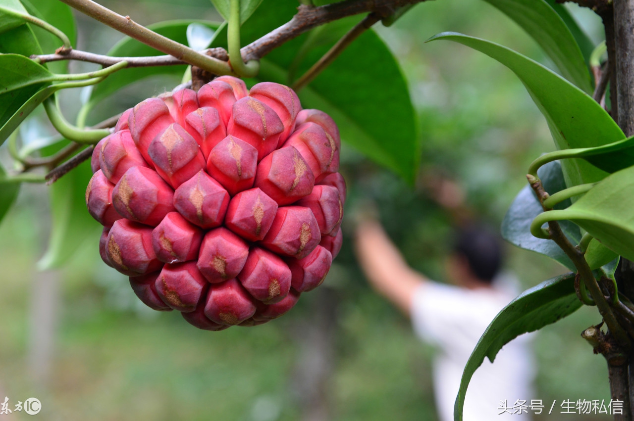 布福娜可以美容吗,布福娜果功效
