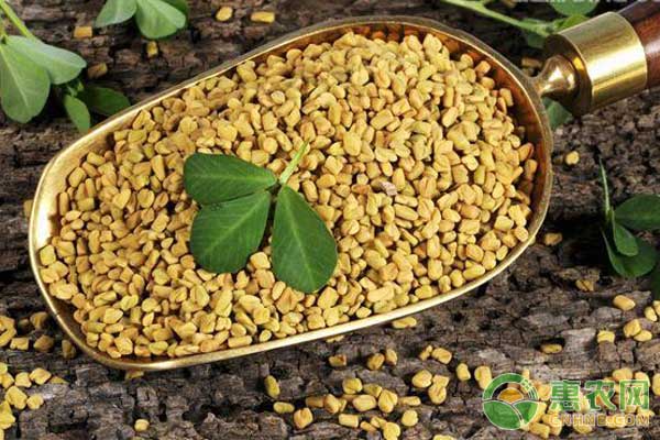 最近几年最好卖的药材,2022年十大紧缺药材价格表