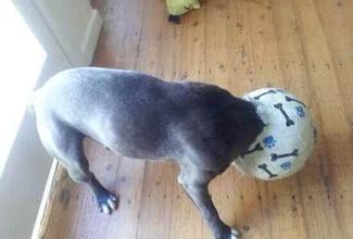 当狗狗在家门口一有人就乱叫,当狗狗害怕一件东西都有什么表现