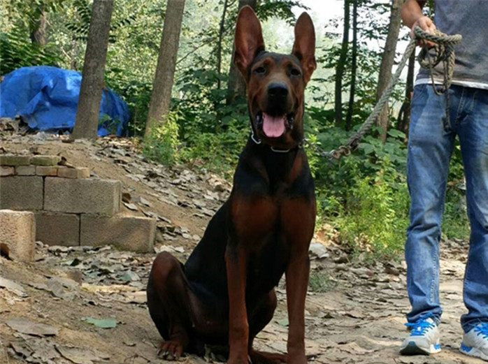 莱州红犬纯种多少钱一条,莱州红犬幼犬多少钱一只