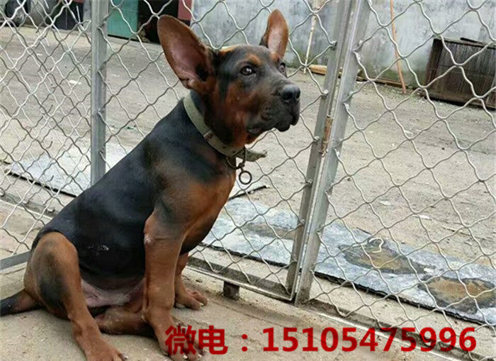 莱州红犬纯种多少钱一条,莱州红犬幼犬多少钱一只