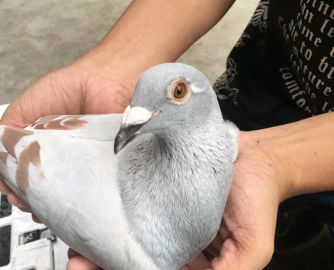 如何让鸽子飞到手上,怎么训练小鸽子在手上吃食