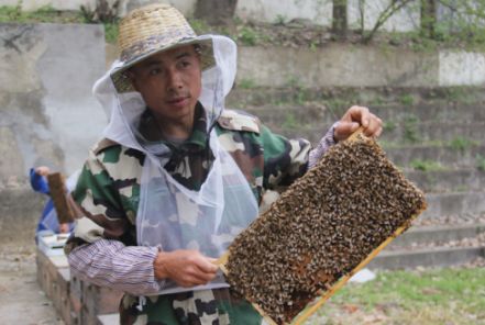 养蜂人揭秘中蜂,30年养蜂人教你如何辨别真假蜂蜜