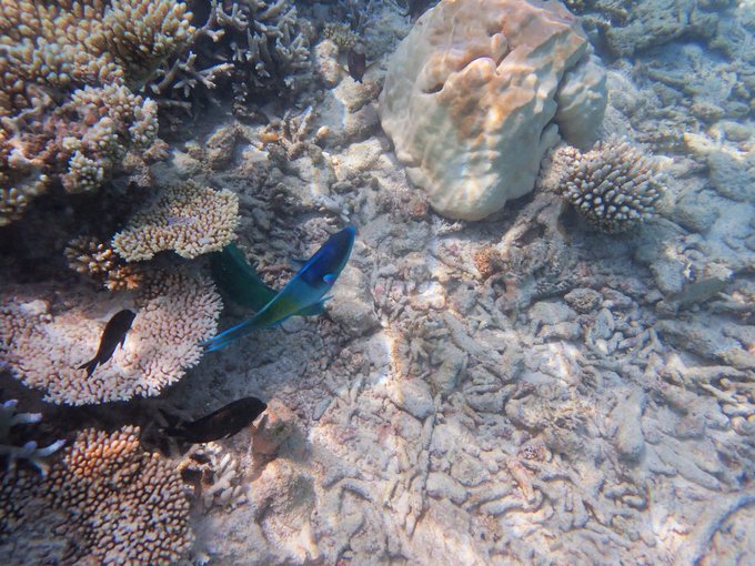 马尔代夫蓝色美人蕉旅游攻略,马尔代夫蓝色美人蕉岛攻略