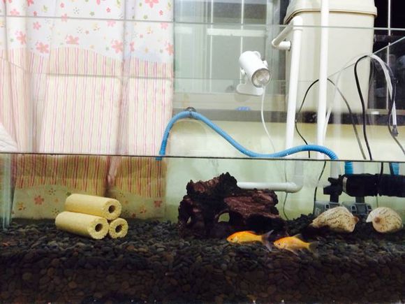 垃圾桶改装鱼缸过滤,垃圾桶改装龟箱过滤