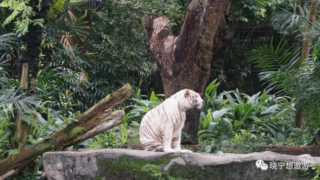 新加坡攻略及所带物品,新加坡攻略游戏