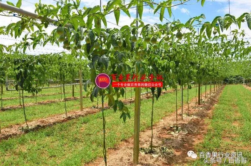 百香果肥料管理技术,百香果种植土壤ph值多少合适