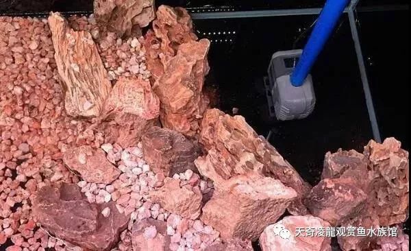 草缸龙鱼,龙鱼裸缸好还是草缸好