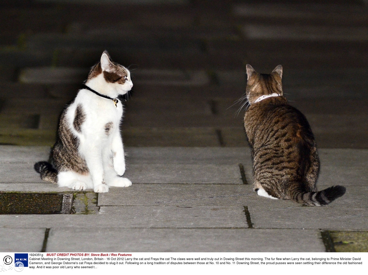 英国外交部首席捕鼠猫将退休视频,英国首席捕鼠官外交官