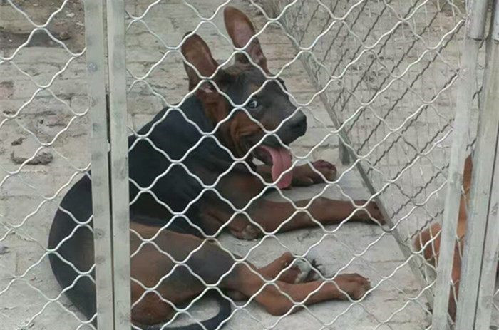 莱州红犬纯种多少钱一条,莱州红犬幼犬多少钱一只